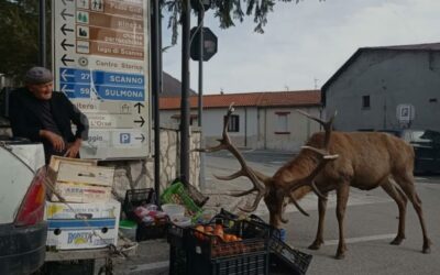 Abbattimento 500 cervi scelta violenta, sbagliata e inutile. Da Marsilio e Imprudente visione arcaica e predatoria.