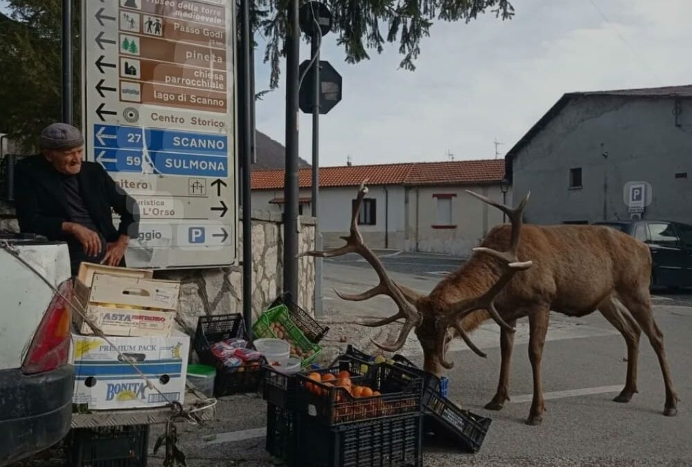 Abbattimento 500 cervi scelta violenta, sbagliata e inutile. Da Marsilio e Imprudente visione arcaica e predatoria.